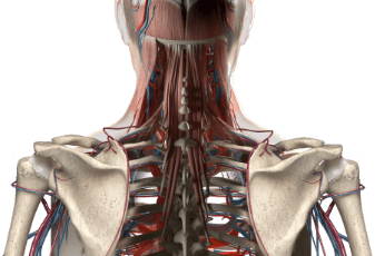 ניתוח עמוד שדרה צווארי